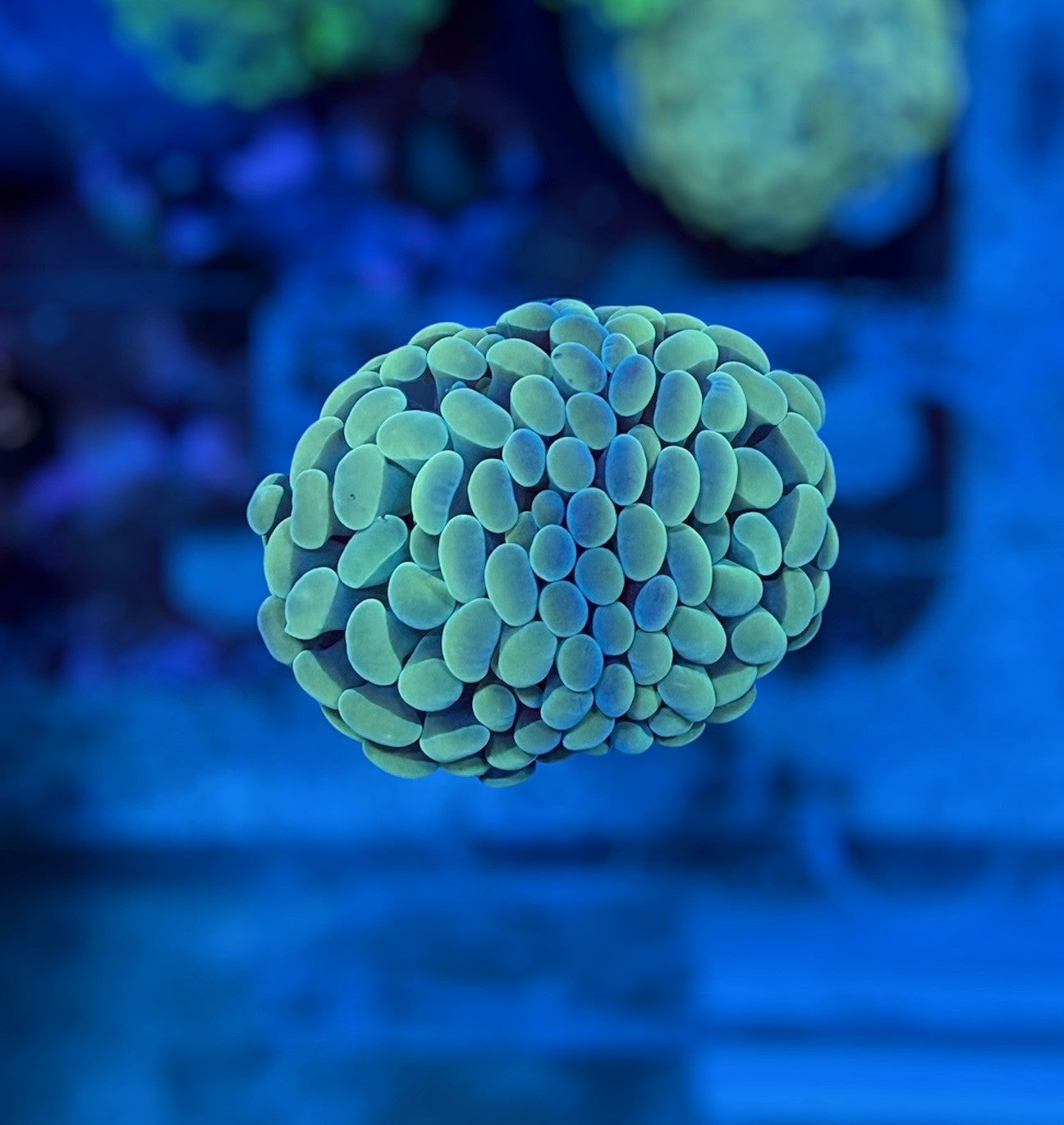 CDS Solar Tide Hammer (2 heads)