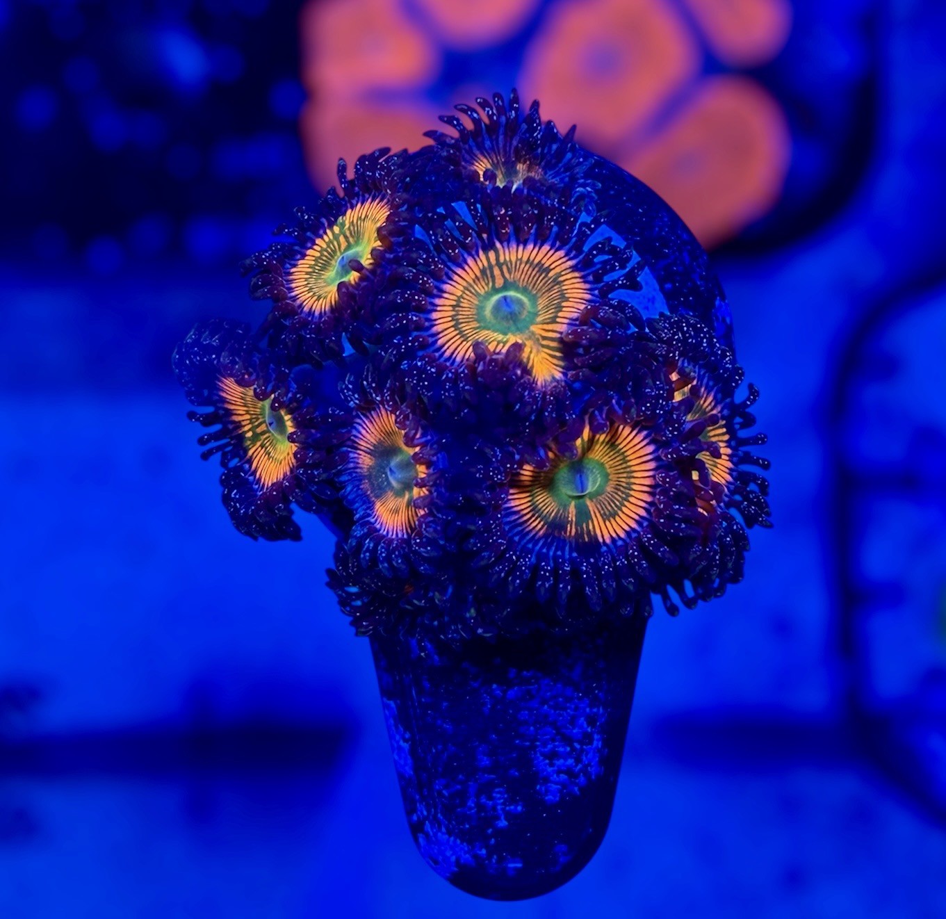 Sunny D Zoas