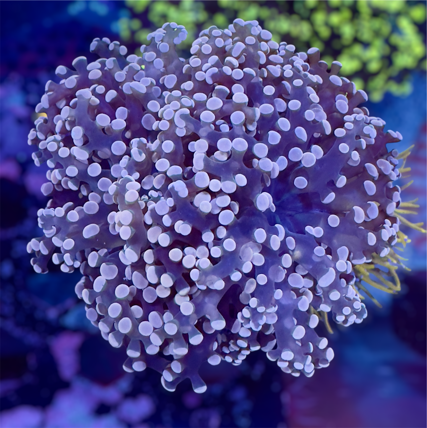CDS Purple & Peach Frogspawn