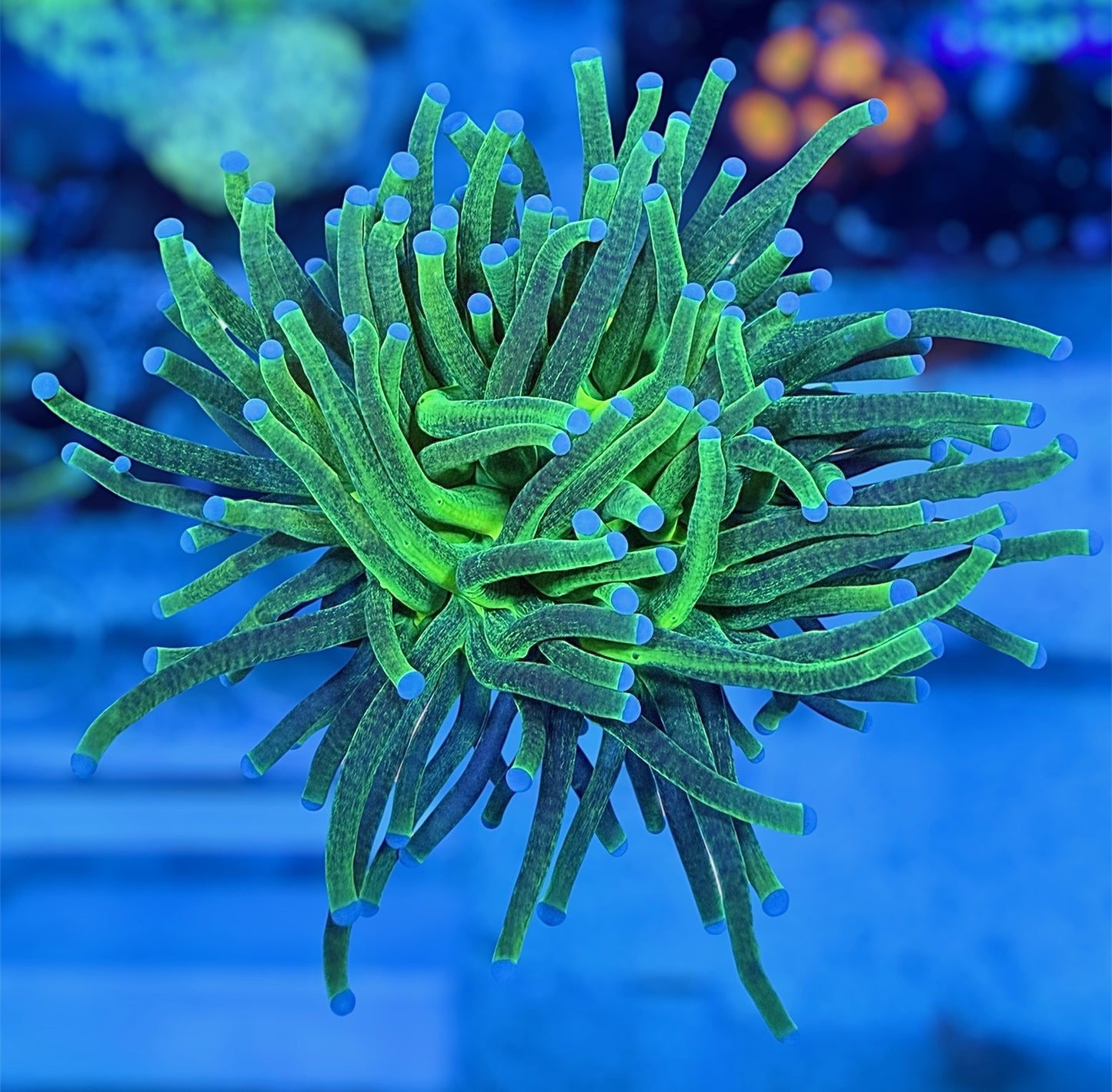 Glitter Torch (splitting)