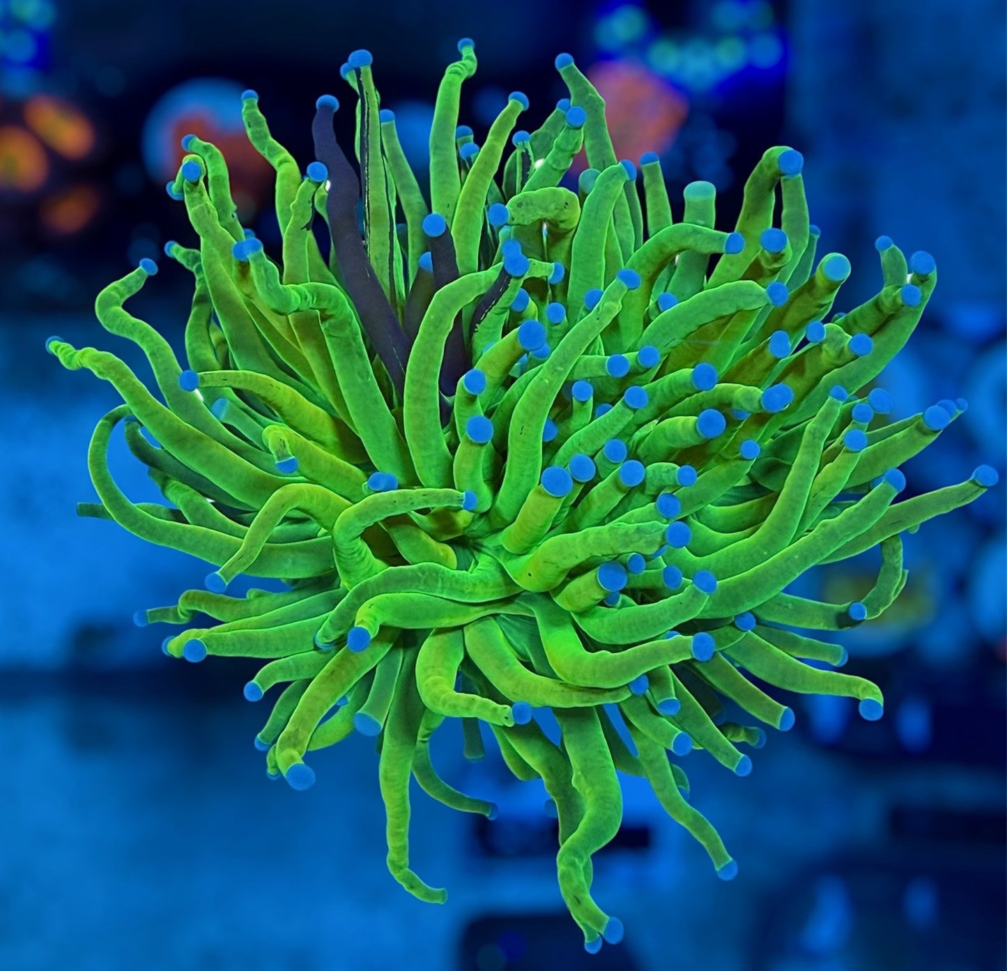 Holy Grail Grafted Torch (big head)