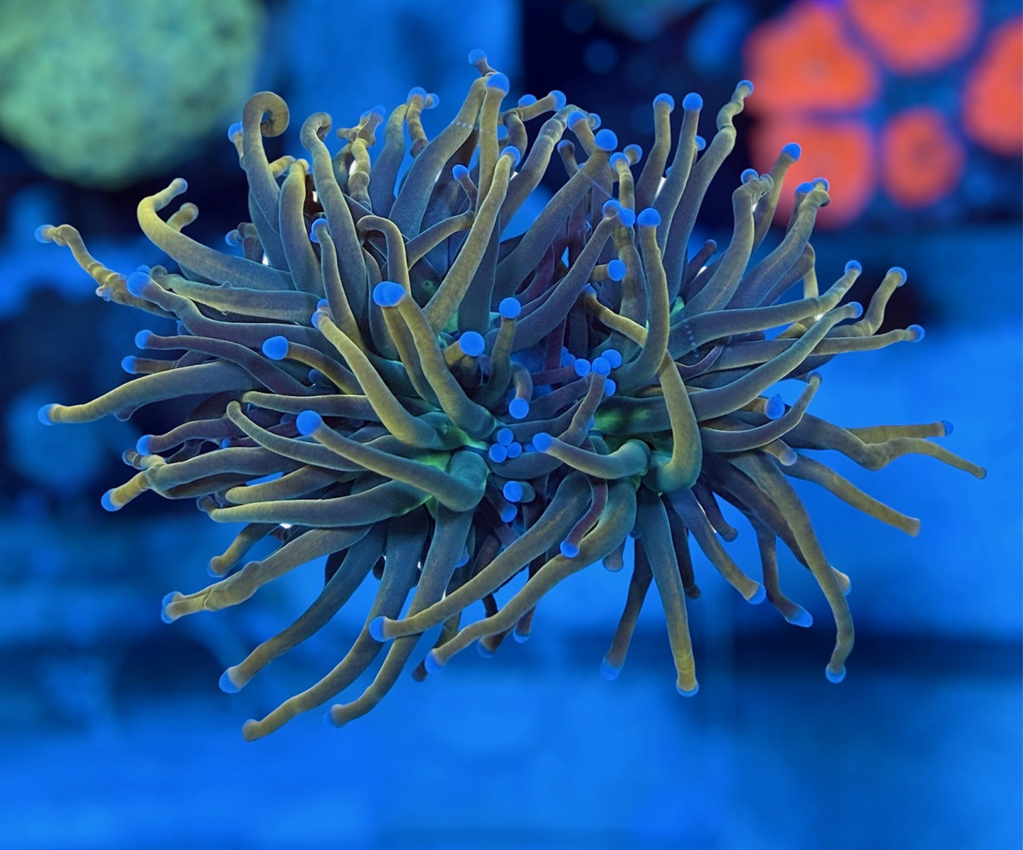 Rapunzel Torch (2 heads)