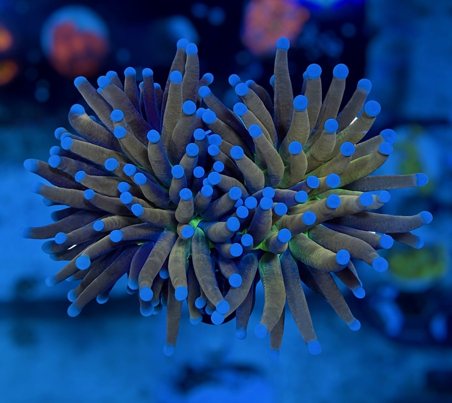 NY Knicks 2.0 (2 heads)