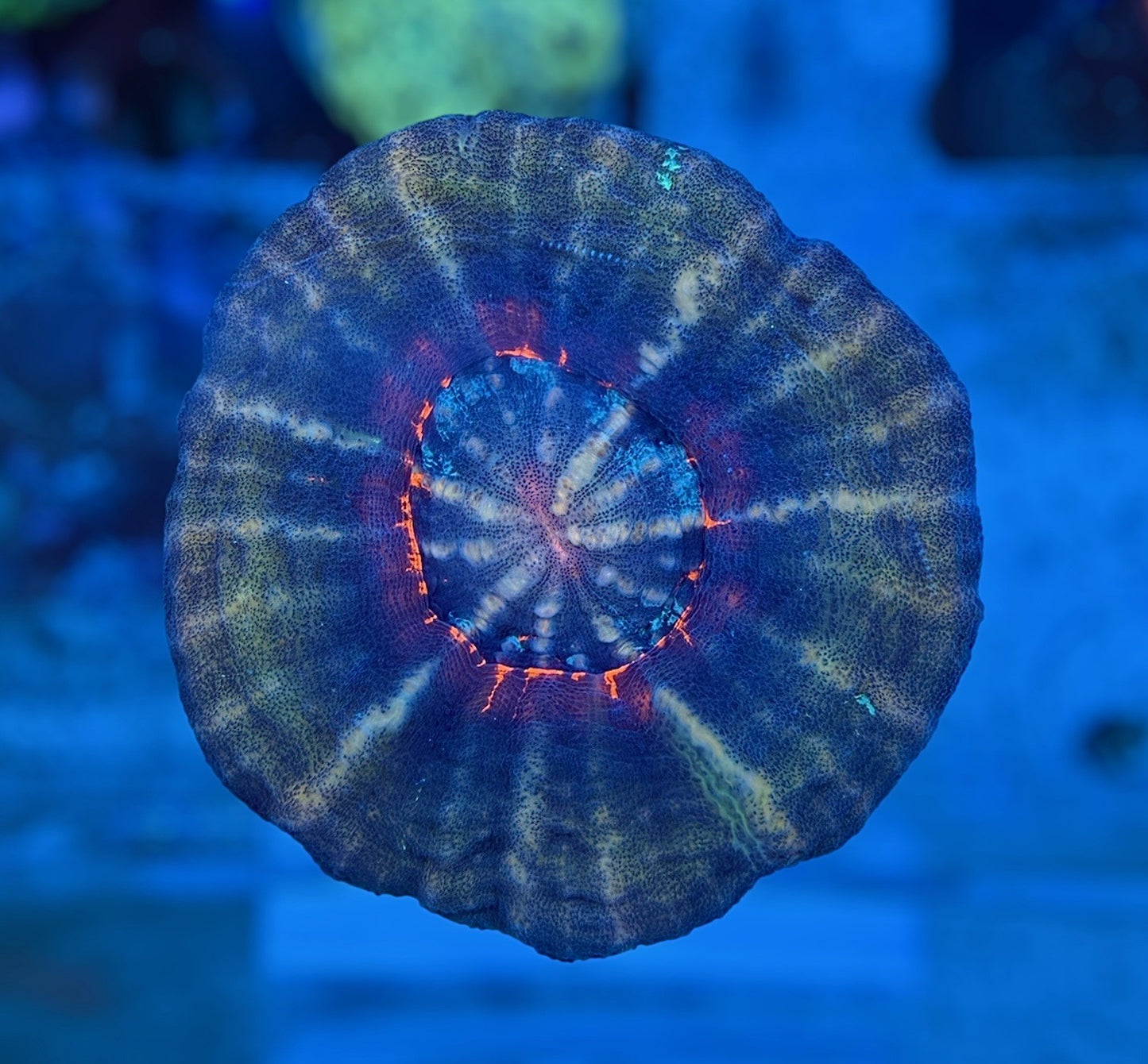 CDS Solar Eclipse Scoly