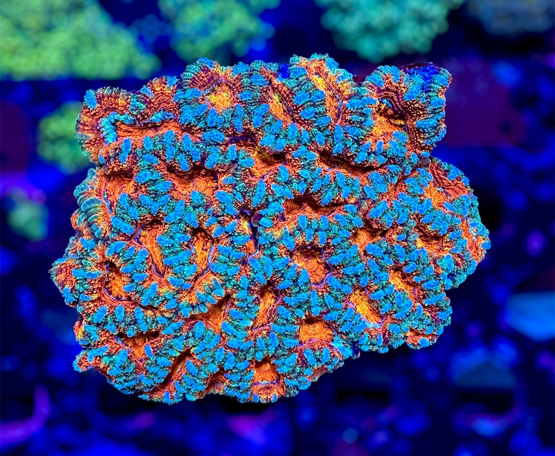 Acans