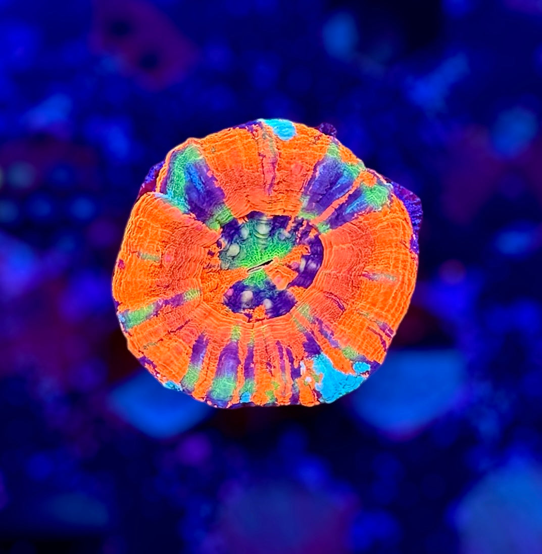 Scolys