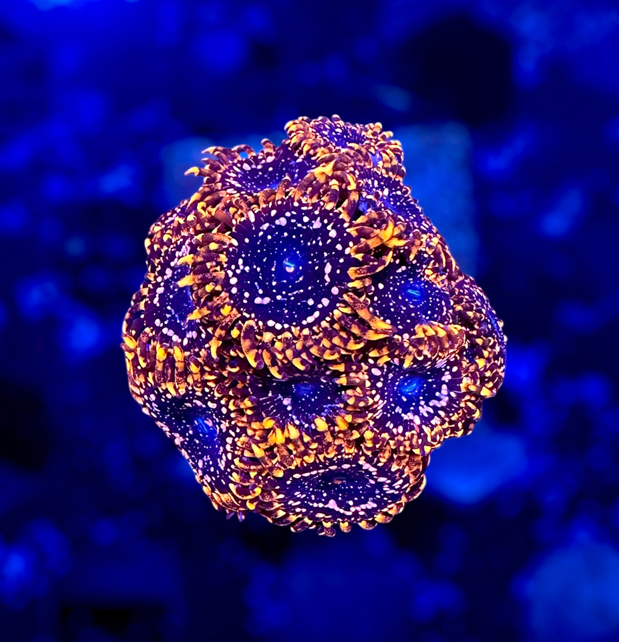 Zoas