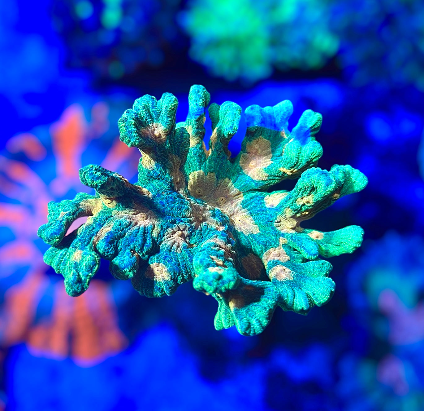 Misc. Corals