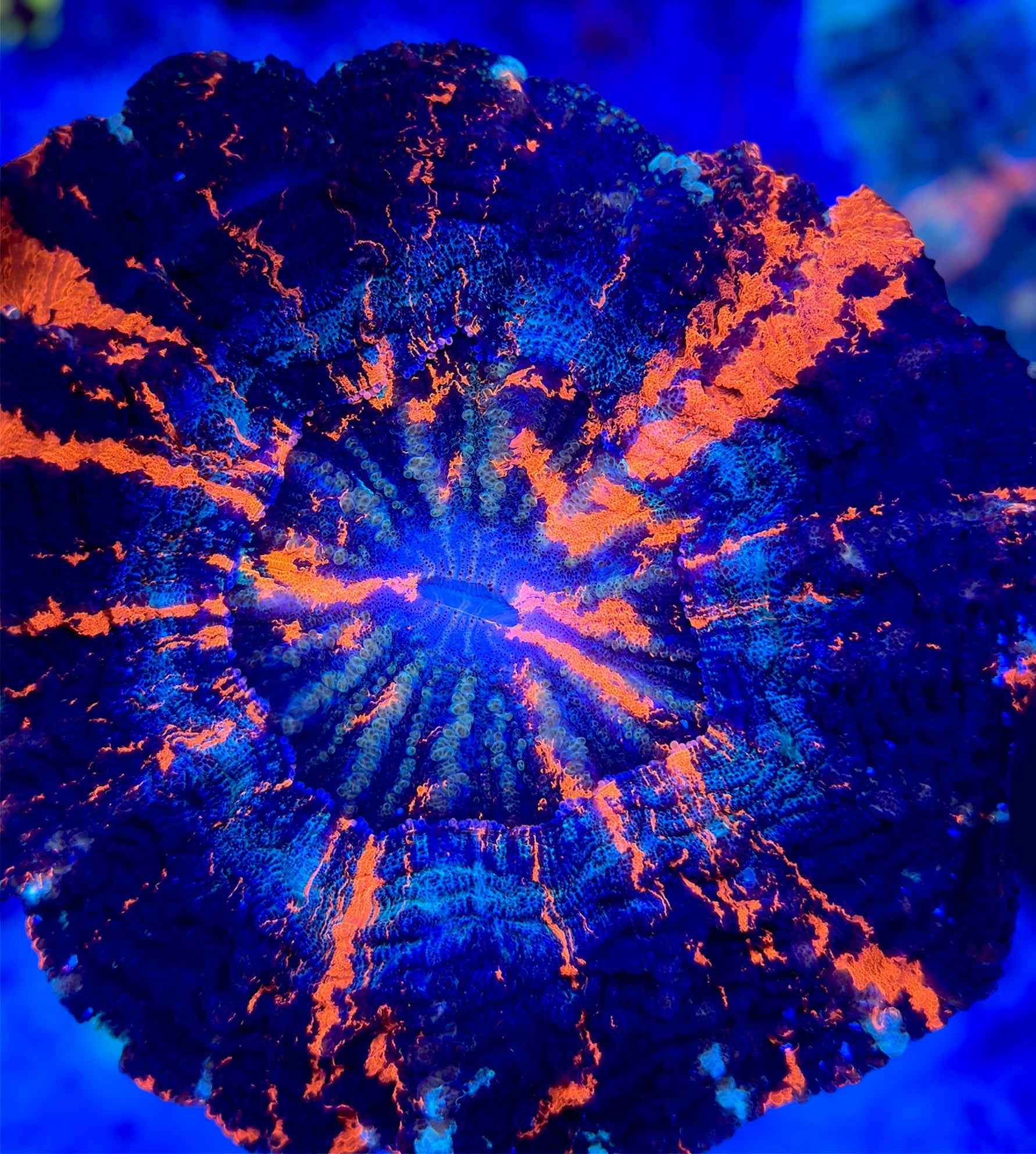 Acanthophyllias