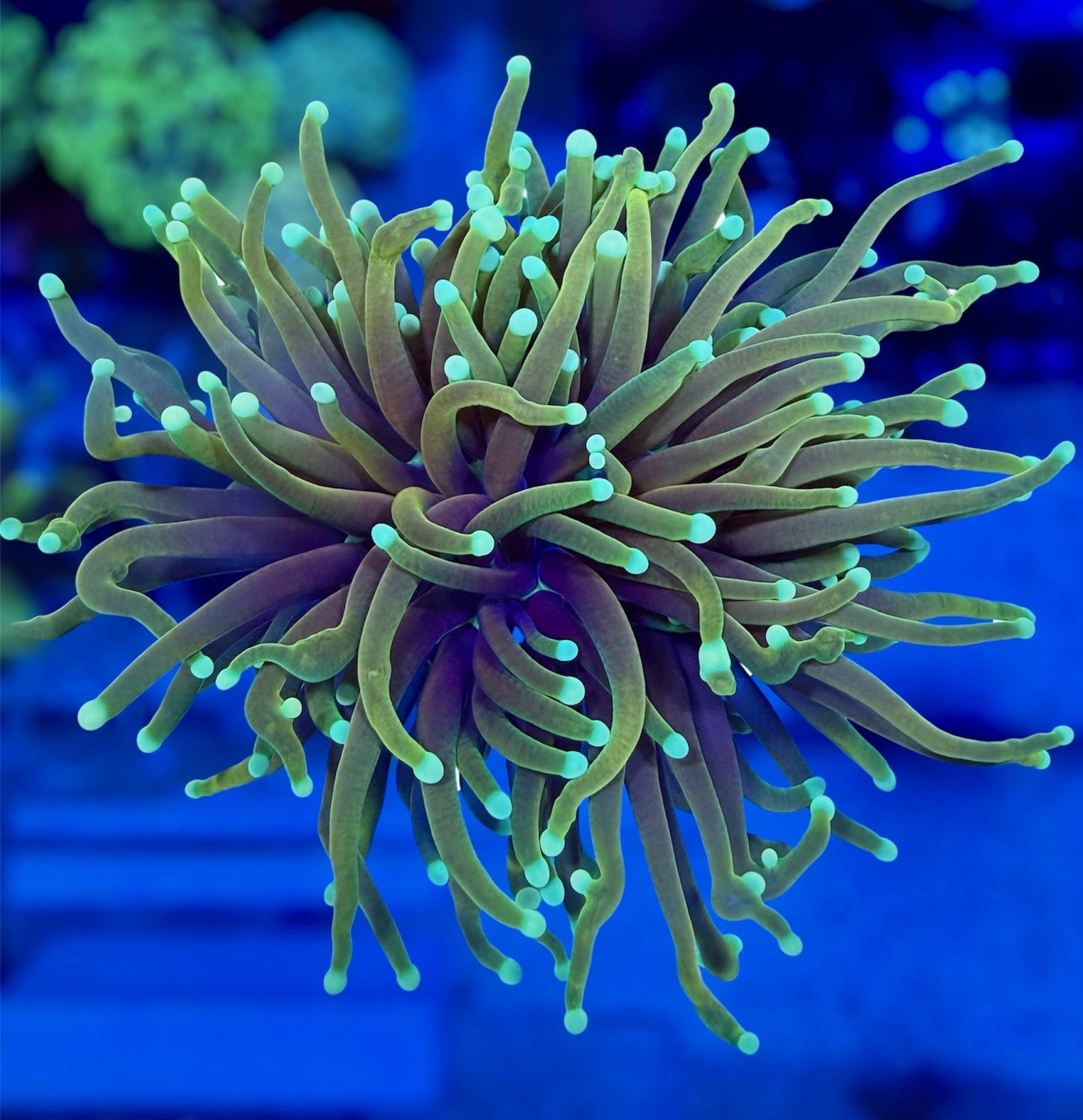 Ultimate Hellfire Torch (huge splitting head)