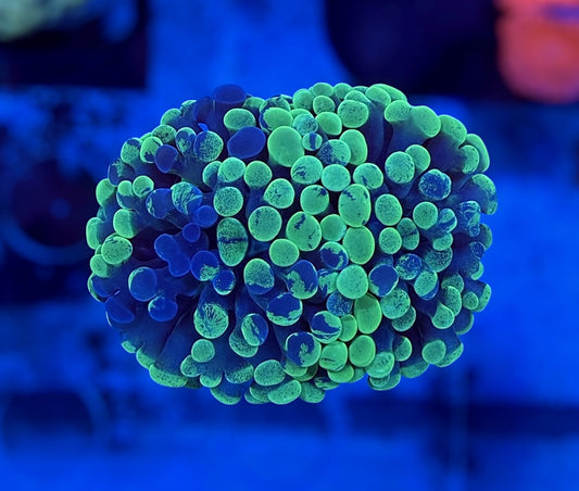 Splatter Hammer (2 heads)