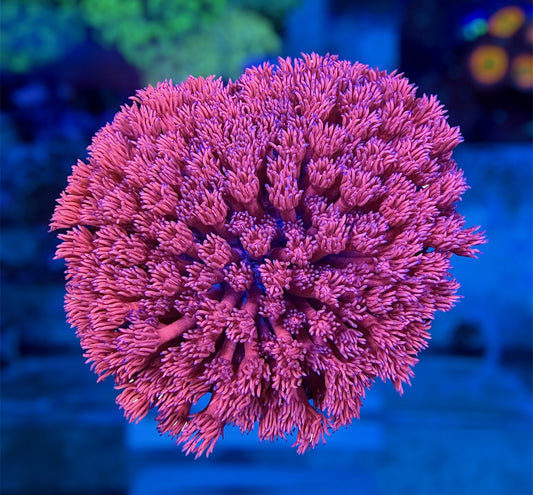 Hot Pink Goni Colony