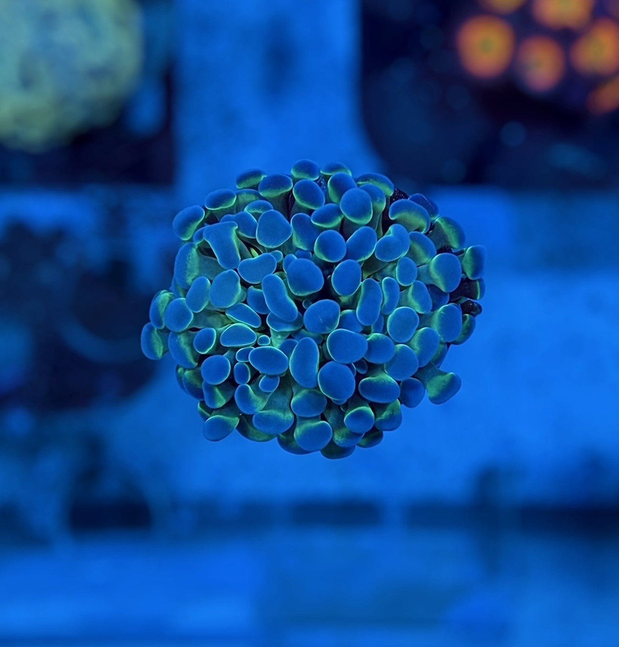 Hologram Hammer Variant