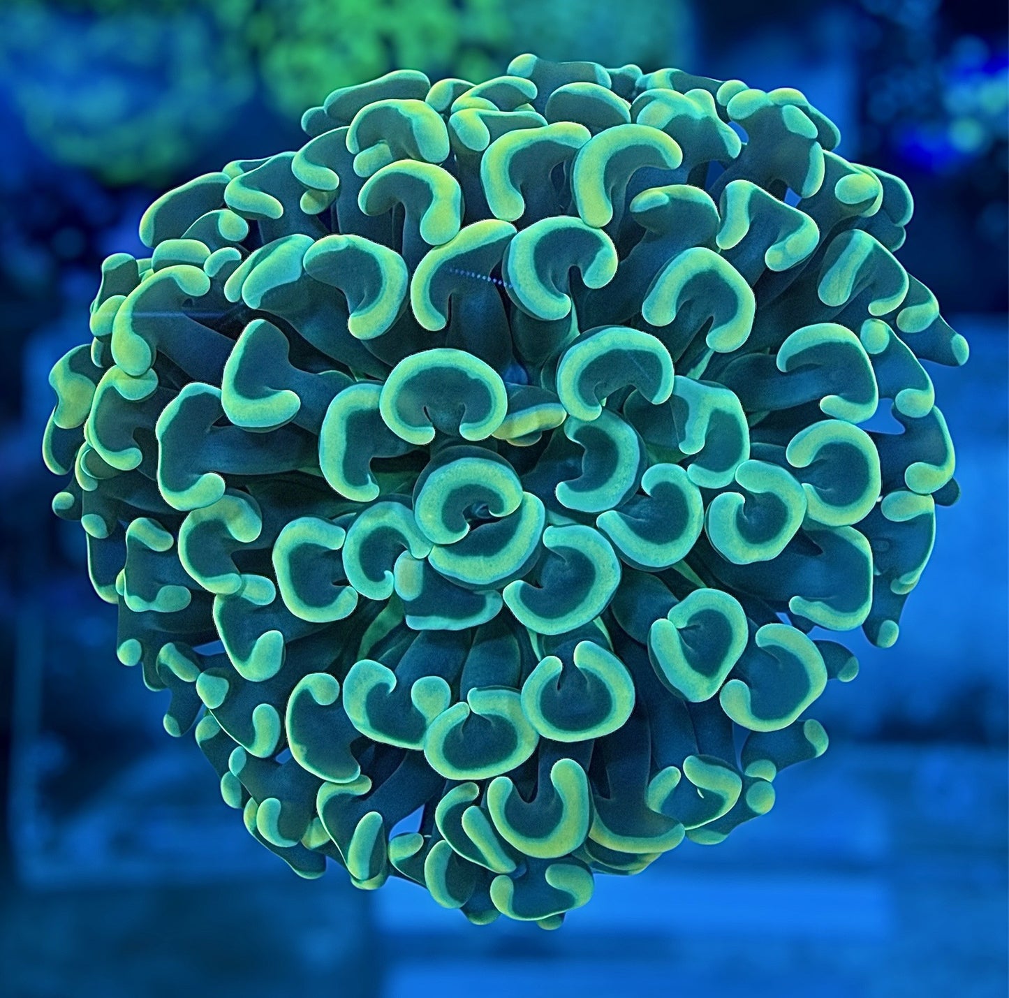 Giant Head Malaysian Rainbow Hammer (Branching)