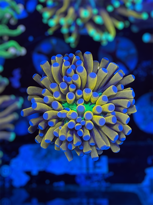 Malaysian Banana Grail Torch