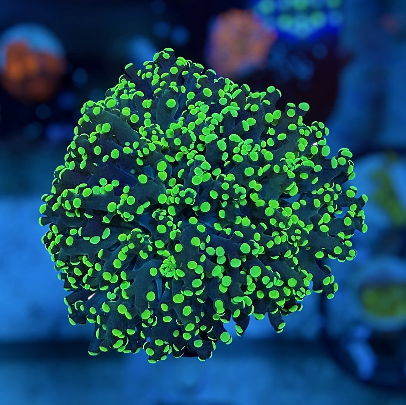 Neon Tip Octospawn (splitting head)