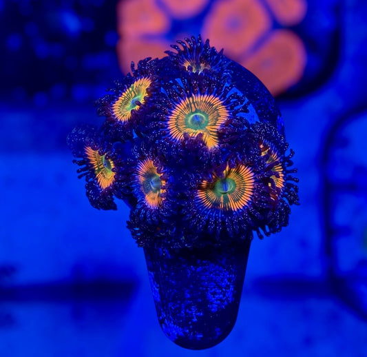 Sunny D Zoas