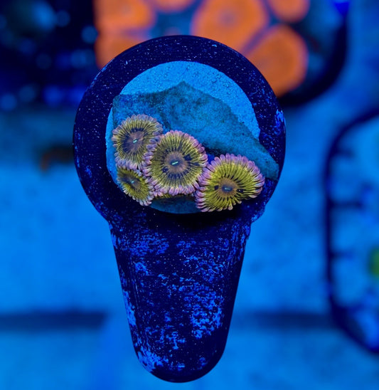 Chiquita Zoa (5 polyps)