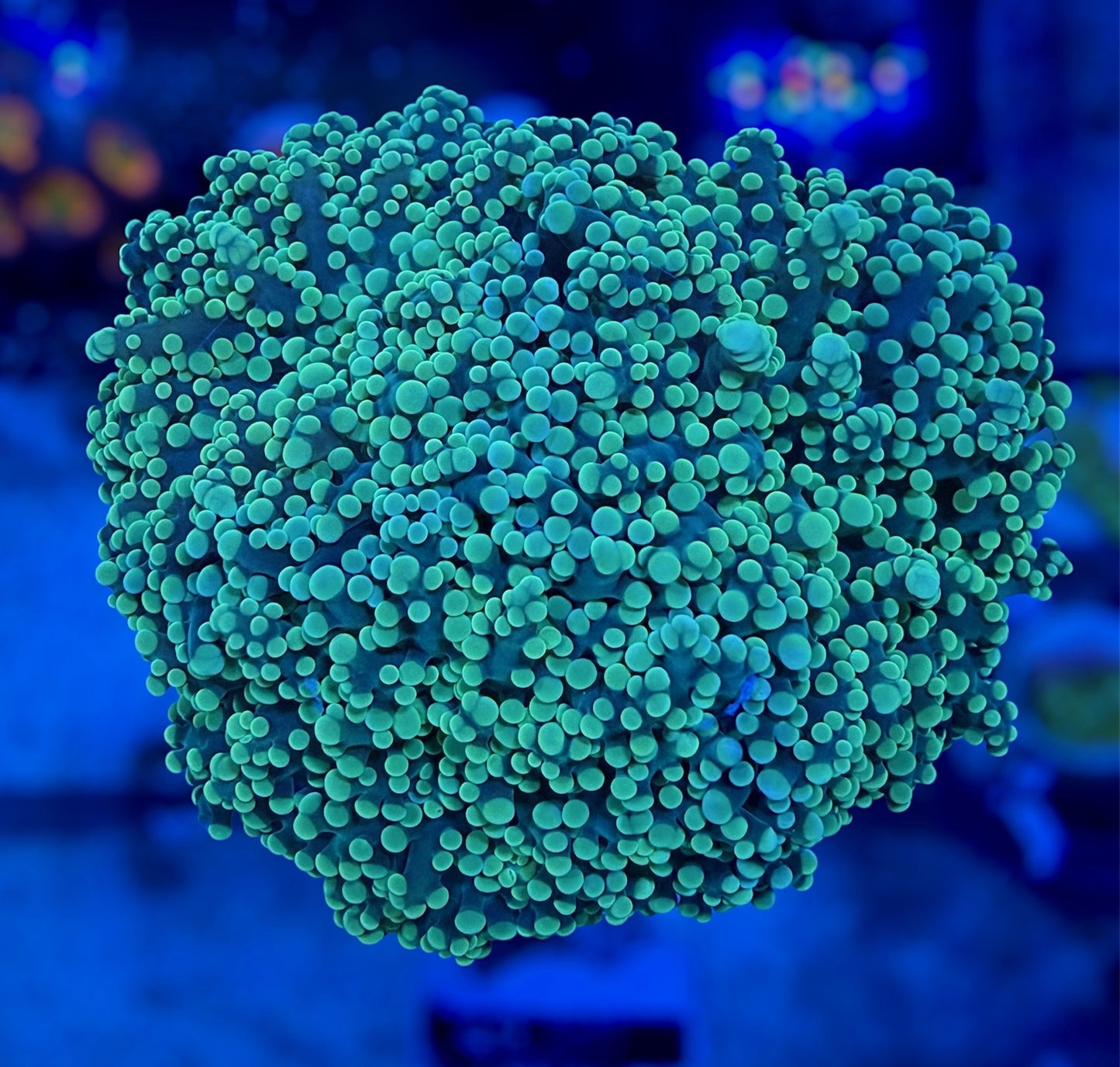 Limewire Octospawn (3 heads splitting)