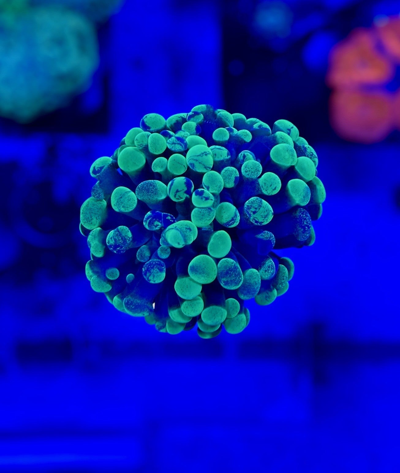 Splatter Hammer Branching