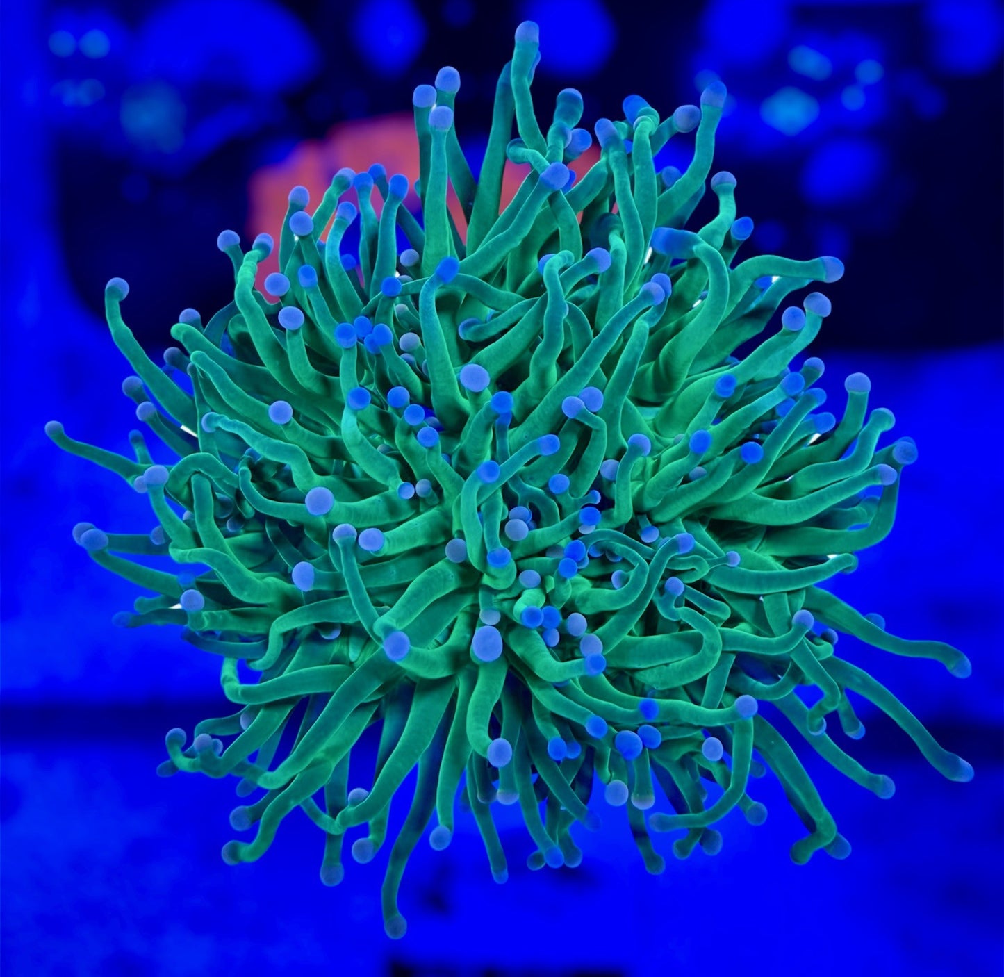 Indo Cotton Candy Torch (2 heads)