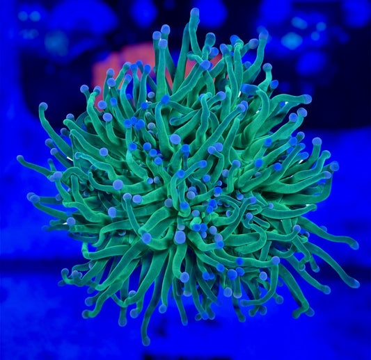 Indo Cotton Candy Torch (2 heads)