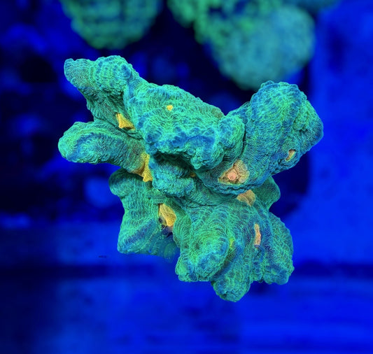 Space Invader Pectinia