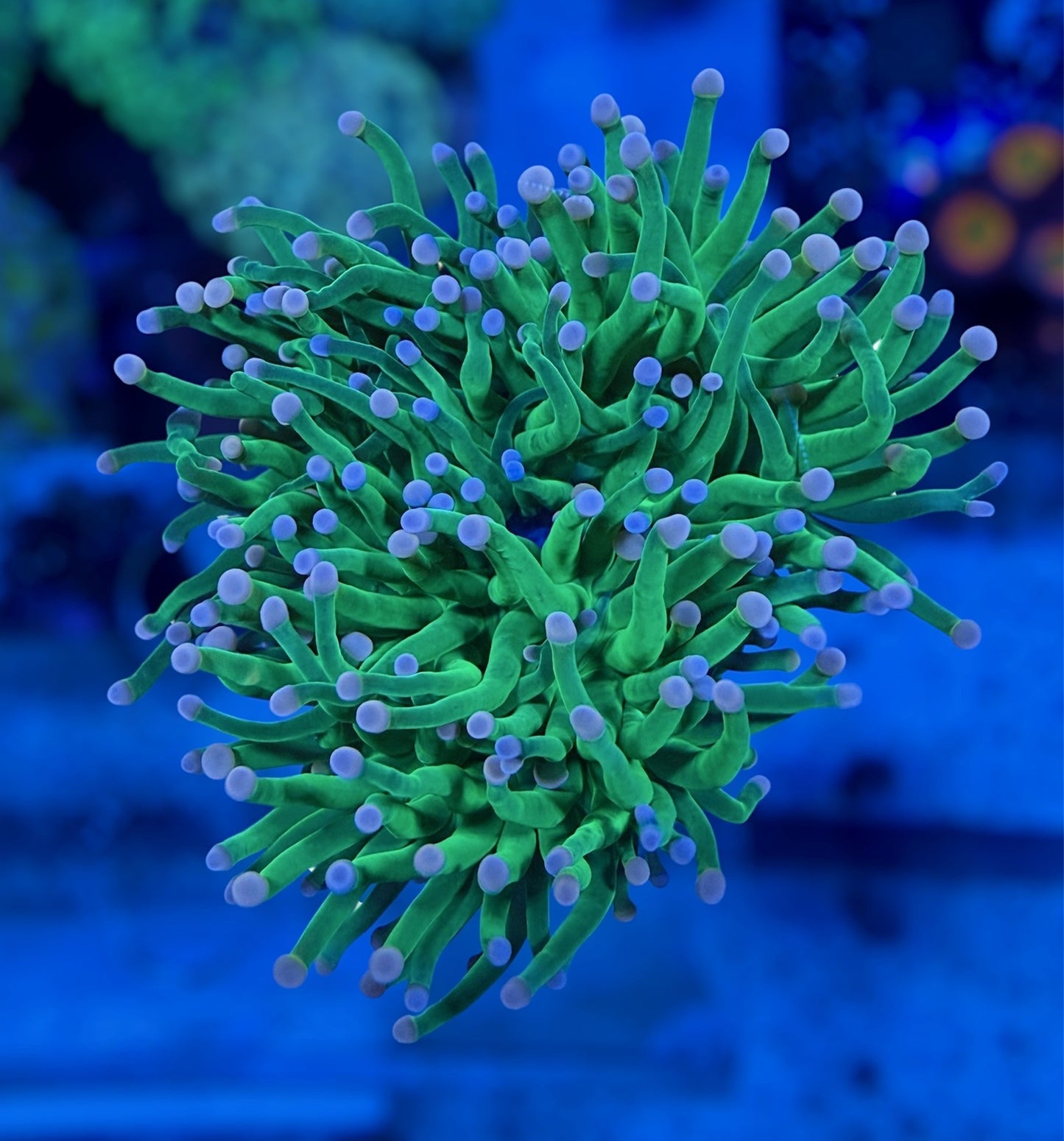 Indo Cotton Candy Torch