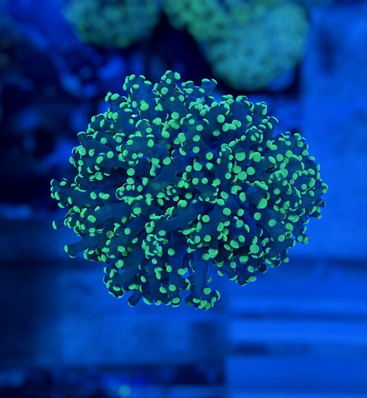 Neon Tip Octospawn Branching (splitting head)