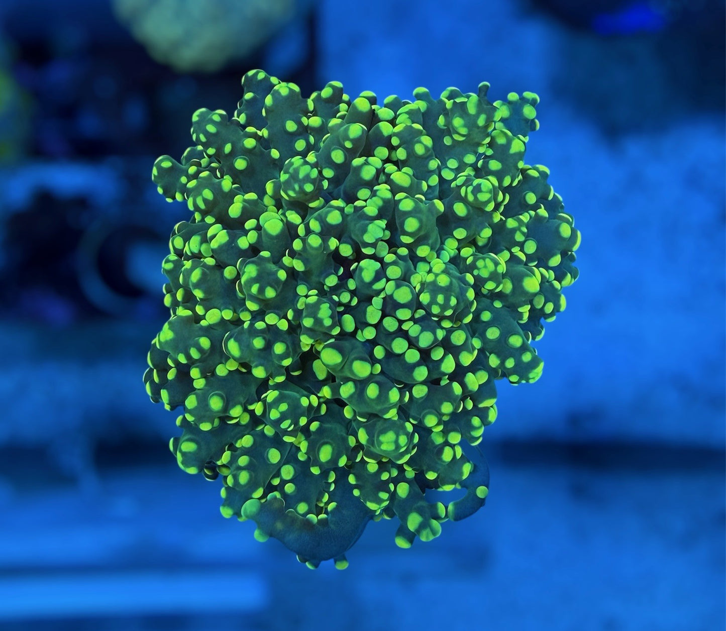 CDS Yellow Octospawn