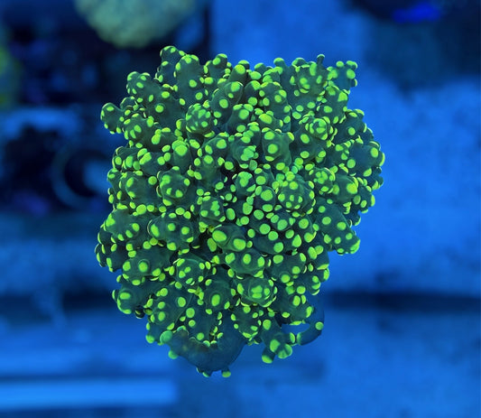 CDS Yellow Octospawn