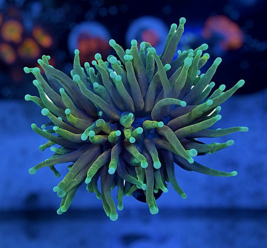 Hellfire Torch (splitting head)