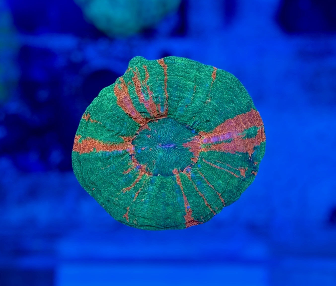 Bleeding Apple Scoly