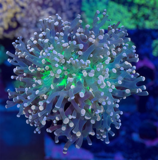 CDS Neon & Peach Tip Frogspawn