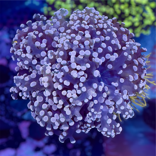 CDS Purple & Peach Frogspawn