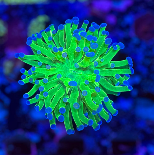 CDS Electric Green Frogspawn