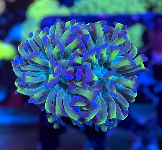 CDS Aqua Marbled Hammer (2 Heads)