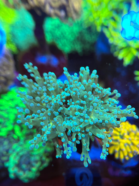 CDS Teal Frogspawn (2 Head)