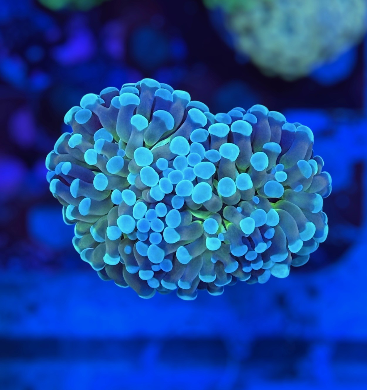 Teal Tip Gold Hammer (2 heads)