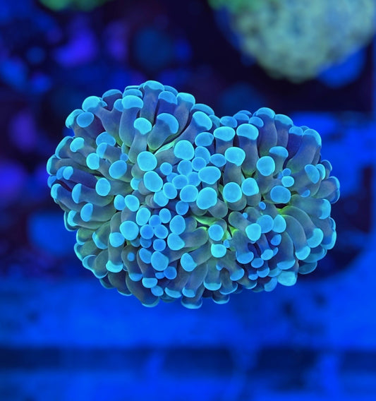 Teal Tip Gold Hammer (2 heads)