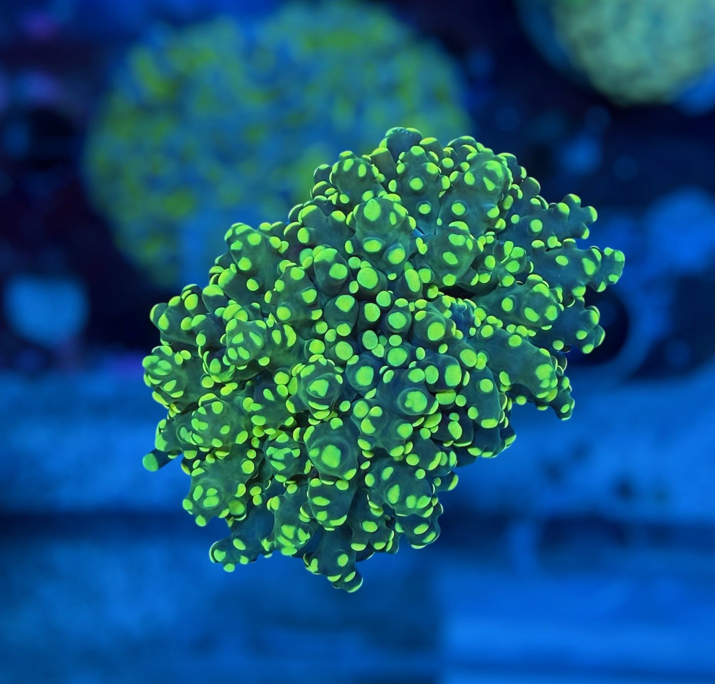 CDS Yellow Octospawn (splitting head)