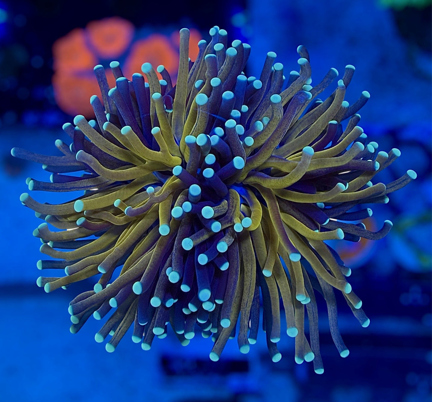 Jumbo Tiger Torch (splitting 2 mouths)