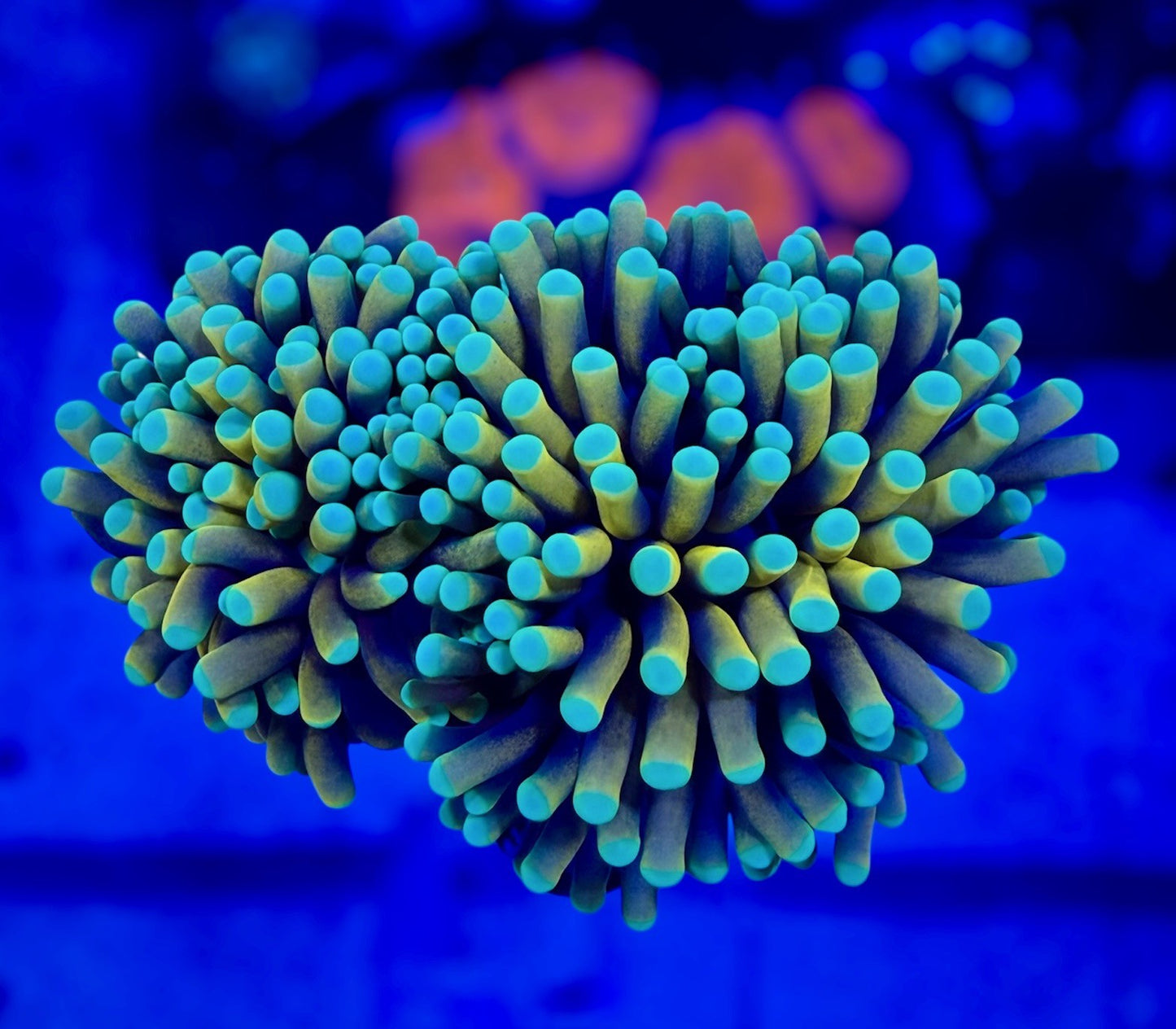 Banana torch (2 heads)