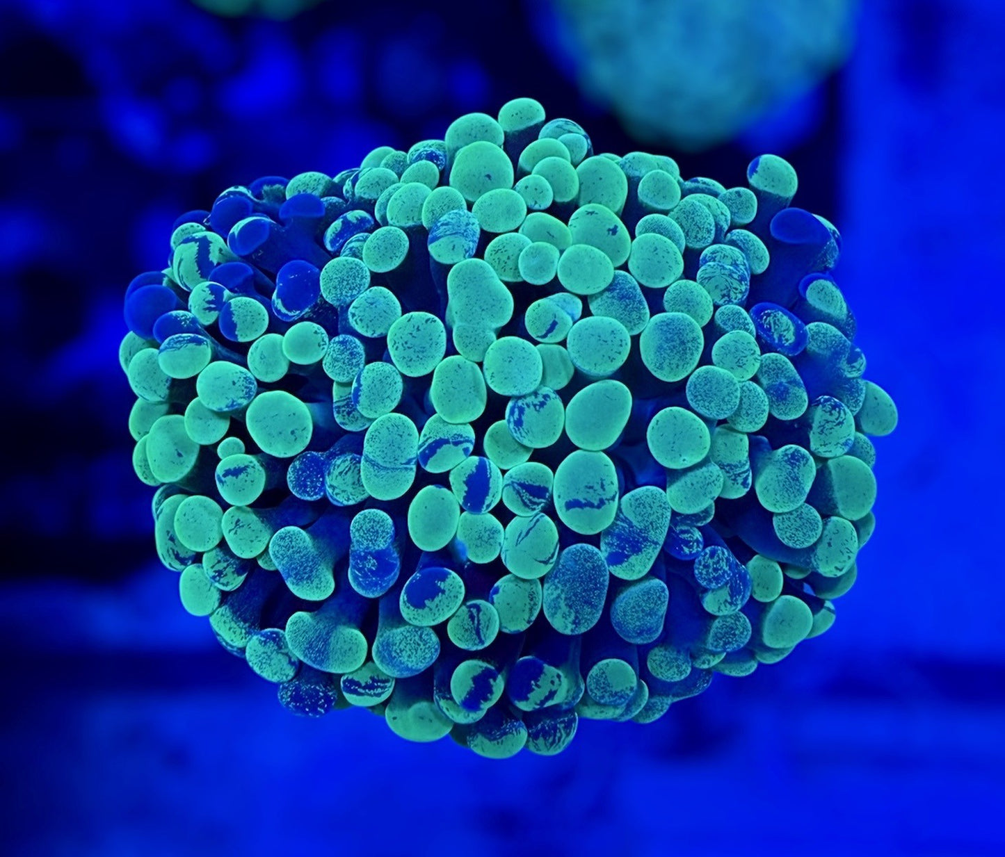 Splatter Hammer (2 heads splitting)