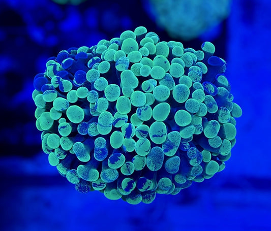 Splatter Hammer (2 heads splitting)