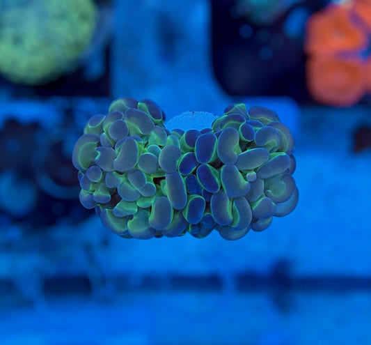 Hologram Hammer (2 heads)