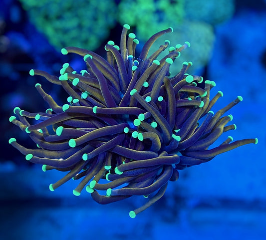 Black Panther Torch (2 heads)