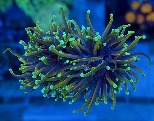 Dragon Soul Torch (2 heads)