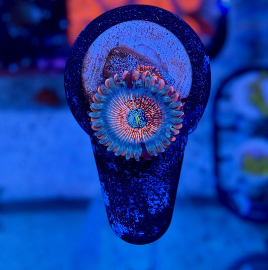 White Zombie Zoa (2 Polyp)