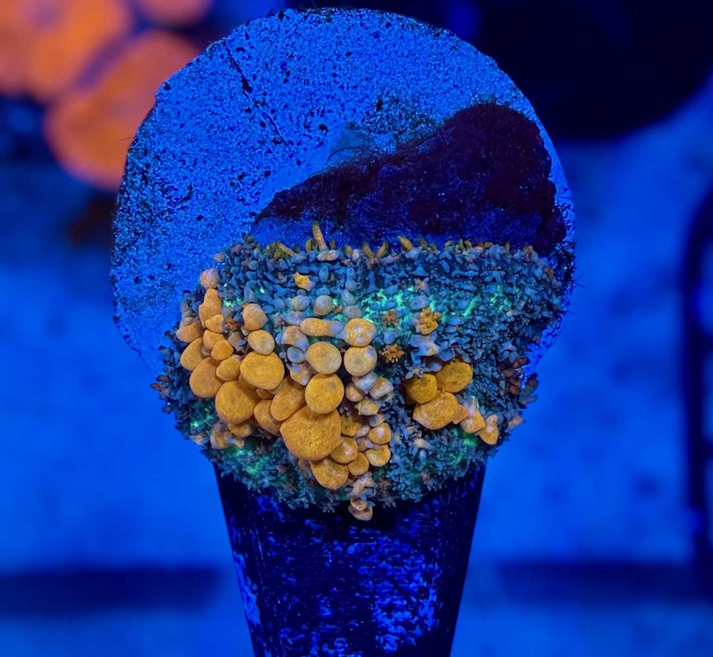 Sunkist Bounce Mushroom